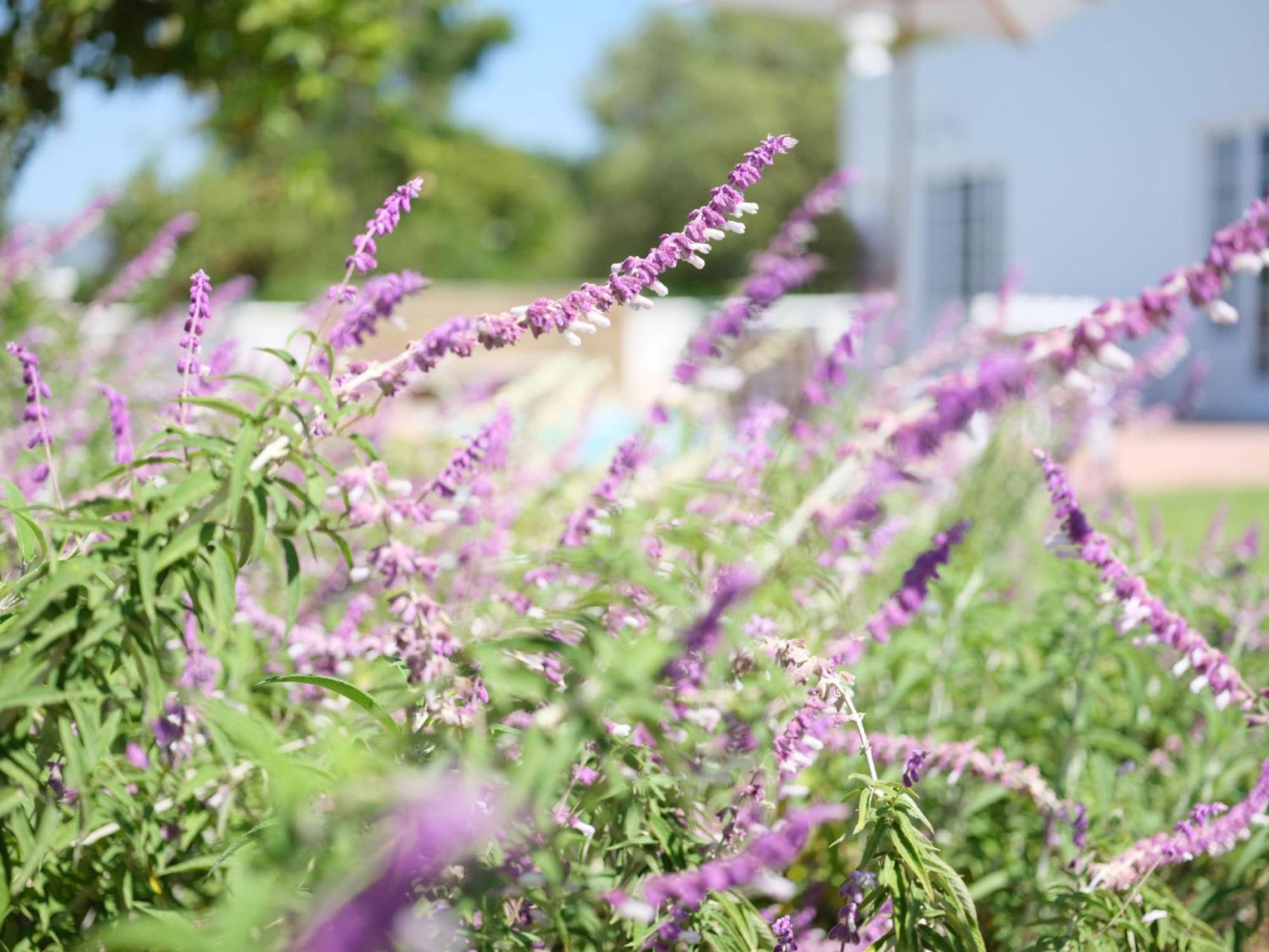 Adara Palmiet Valley Luxurious Boutique Farm Hotel พาร์ล ภายนอก รูปภาพ