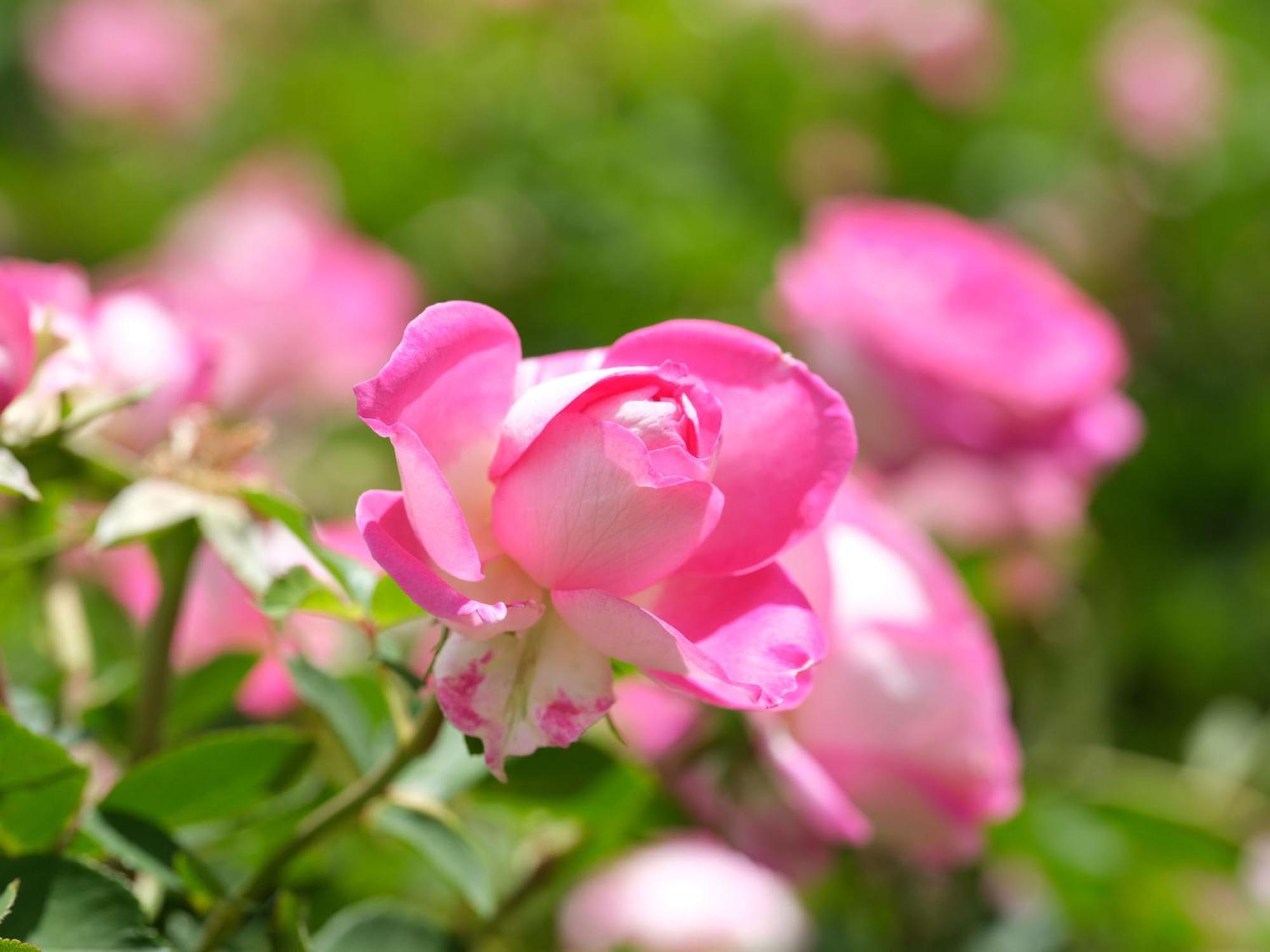 Adara Palmiet Valley Luxurious Boutique Farm Hotel พาร์ล ภายนอก รูปภาพ